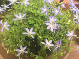 アオイ玉　イソトマ