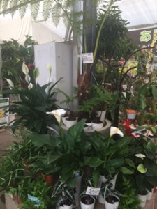 観葉売り場