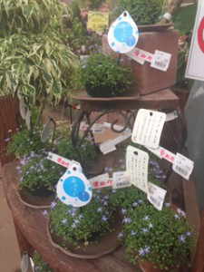 アオイ玉　観葉