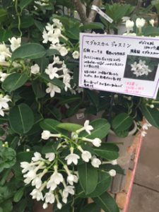 マダガスカルジャスミン　　