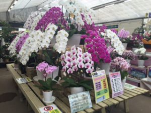 胡蝶蘭　買場2016夏
