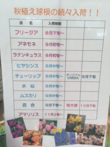 秋植え球根予定表