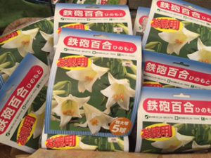 鉄砲百合