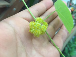 コーデックス　ステフォニア花