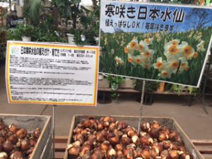 寒咲水仙　　