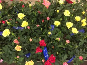 img_3072.jpg