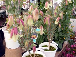 20100114a.jpg