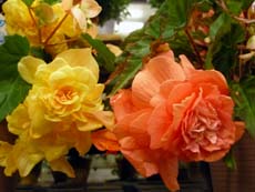 20100322b.jpg