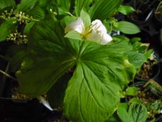 20100421b.jpg