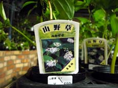 20100421e.jpg