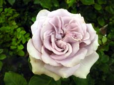 20100511a.jpg