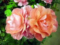 20100511b.jpg