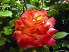 20100511c.jpg