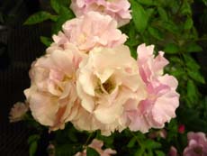 20100511e.jpg