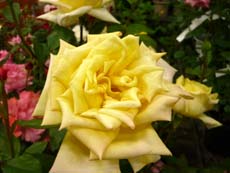 20100511h.jpg
