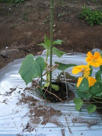 畑１３植えるキュウリトネギ.JPG