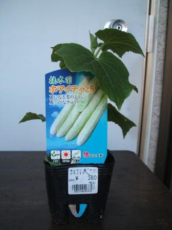 畑13植える接木白きゅうり.JPG