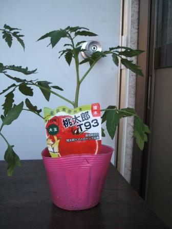 畑１３植える桃太郎Ｔ９３.JPG