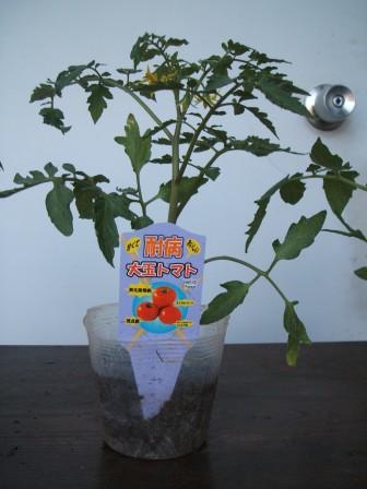 畑１３植える耐病トマト.JPG