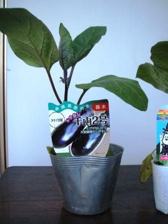 畑植える　とげなし千両.JPG