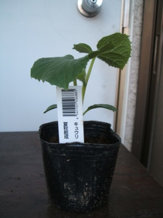 畑１３植える自根節成りきゅうり.JPG