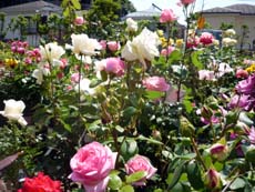 20100514c.jpg