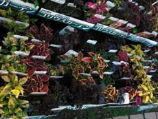 20100518e.jpg