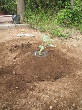 畑１７スイカ植えた.JPG