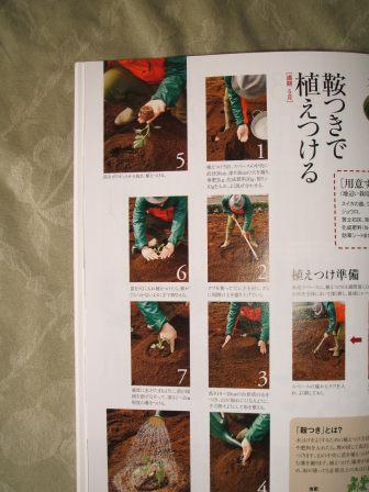 畑１８スイカ植え方.JPG