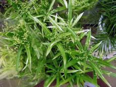 20100520c.jpg