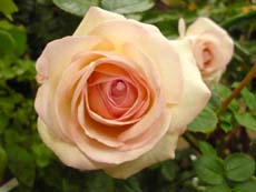 201005211g.jpg