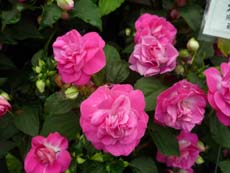 20100523g.jpg