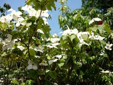 20100603a.jpg
