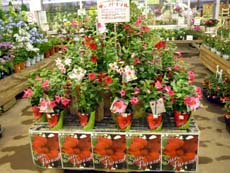20100603h.jpg