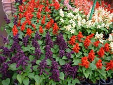 20100607a.jpg
