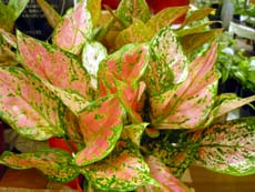 20100607h.jpg