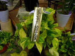 20100614.jpg