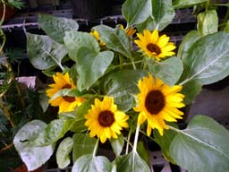 20100618.jpg