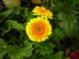 20100618e.jpg