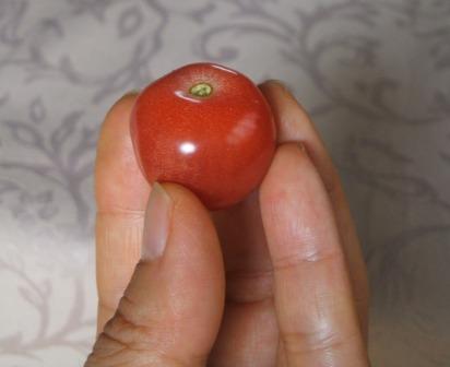 畑４７ミニトマト収穫.JPG