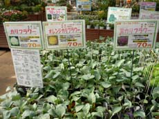 20100824a.jpg