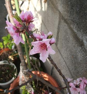 20060409-花桃満開.JPG