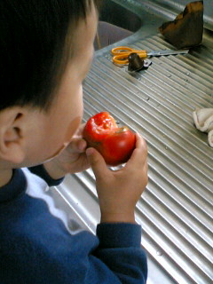 20060724-トマト　食べる.JPG