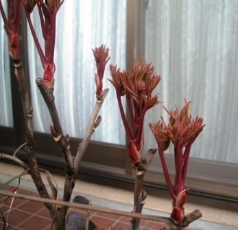 20070227-ボタン蕾.JPG