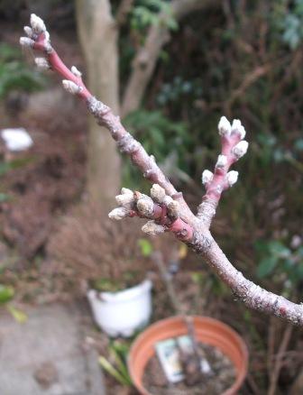 20070303-桃蕾.JPG