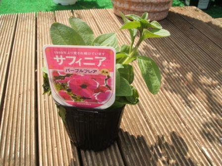 20070319-サフィニアＰＯＴ.JPG