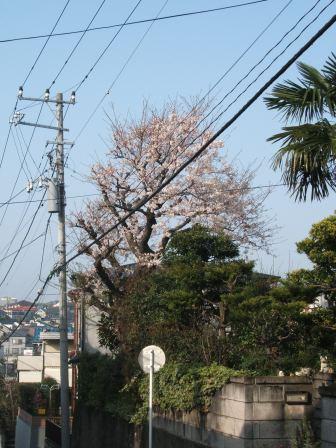 20070401-桜満開.JPG