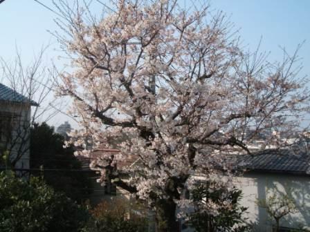 20070401-桜部屋から.JPG