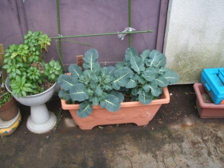 20070403-ブロッコリー小さい.JPG