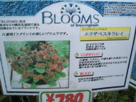 20070407-ﾌﾞﾙｰﾑ　ｴﾘｻﾞﾍﾞｽｷﾗｲ.JPG